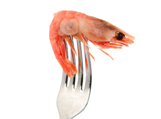shrimp on a fork isolated