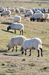 Obraz na płótnie Canvas Stado owiec w Urbasa zakresie, Navarre (Spain)