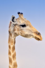 Naklejka premium Giraffe #1