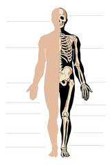 Vector body and skeleton