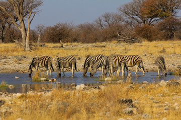Naklejka premium Zebras am Wasserloch