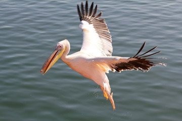 Pelikan über dem Meer