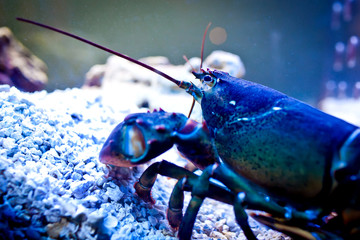 Lobster underwater