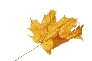dry maple autumn leaf isolated on white