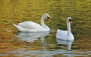 swan couple swimming in the lake