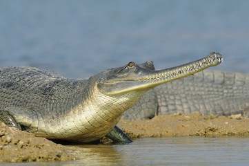 Gharial