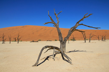 Baum im Sossusvlei Namibia
