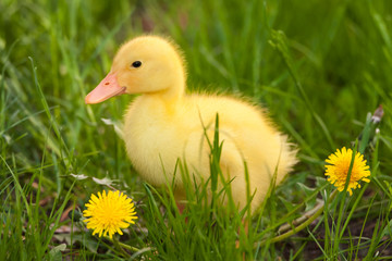 Little duckling