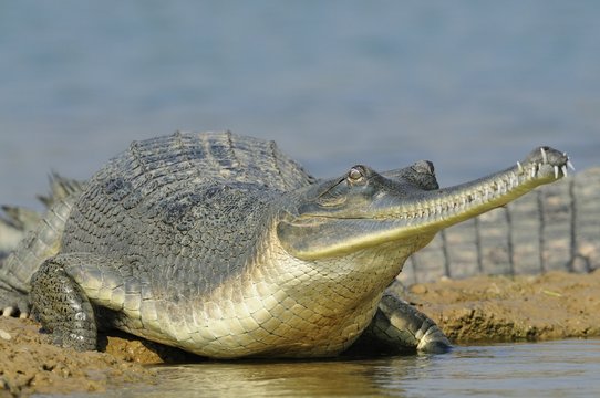 Gharial on the Water's Edge