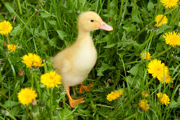 Small duckling