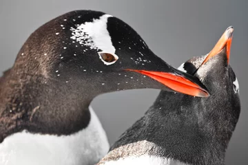 Fototapete Rund two penguins  in Antarctica © Goinyk
