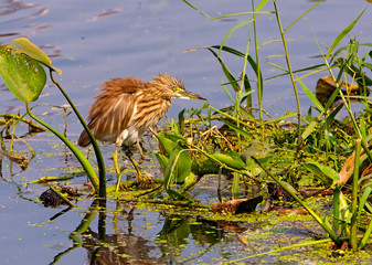 A pond Heron and it's reflection