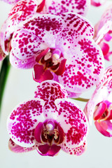Beautiful flower Orchid