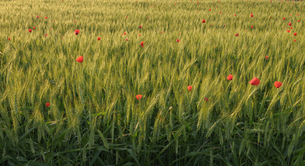 Corn field with red poppies