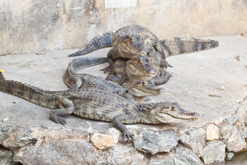 Young Crocodiles resting