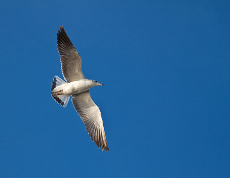Seagull in blue sky background