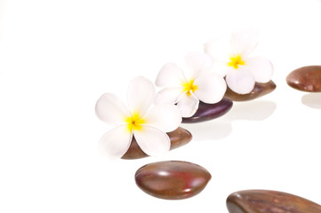 Naklejka na ściany i meble White frangipani flowers on red zen stone