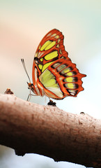 Red lacewing butterfly (lat. Cethosia biblis)