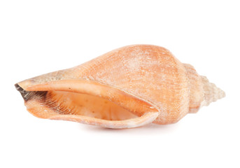 Sea shell isolated on a white