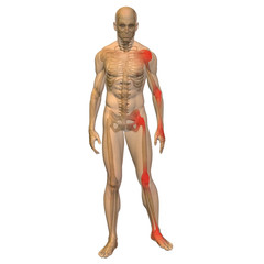 High resolution conceptual 3D anatomy