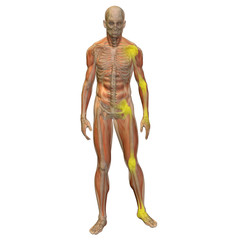 High resolution conceptual 3D anatomy