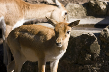 Fototapeta premium Blackbuck (Antilope cervicapra) calf