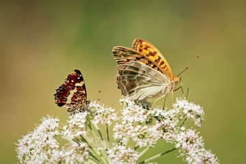 Colorful butterflys