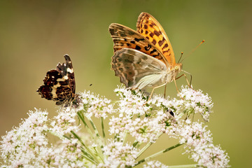 Close up of butterflys