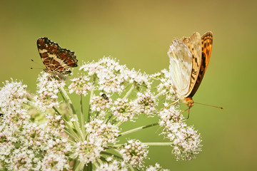 Butterflys