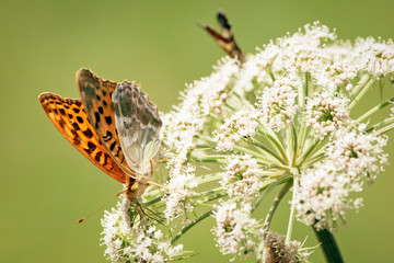 Orange butterfly close up