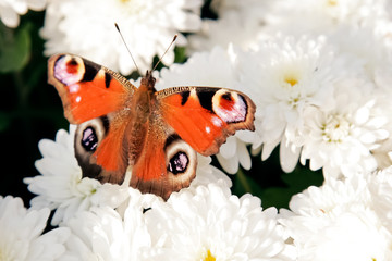Colorful reddish butterfly