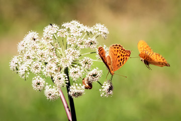 Flying orange butterfly