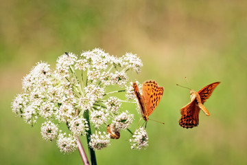 Orange butterflys