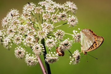 Orange butterfly on white flower