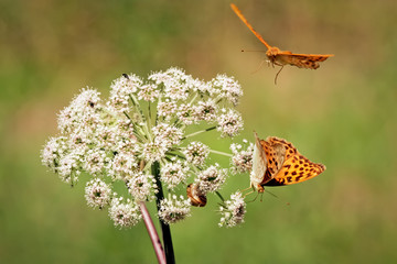 Two orange butterflies with white flower