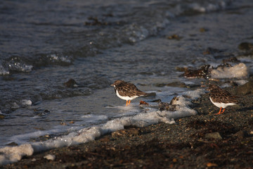 Turnstones