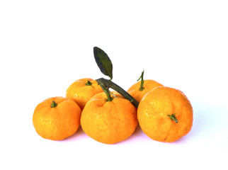 oranges on the white