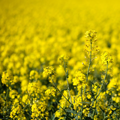Obraz premium Colza (Brassica rapa)