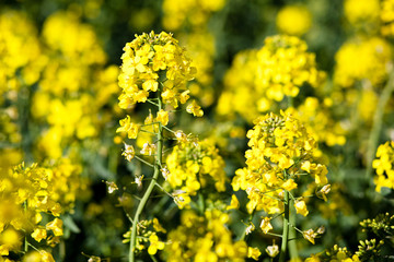 Colza (Brassica rapa)