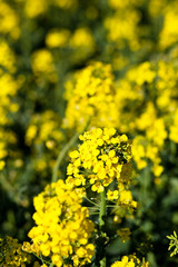 Colza (Brassica rapa)