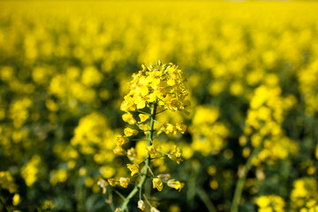 Colza (Brassica rapa)