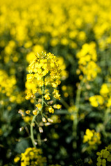 Colza (Brassica rapa)