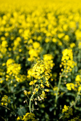 Colza (Brassica rapa)