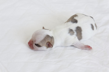 Chihuahua Newborn