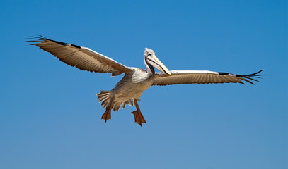 Pelican in the sky