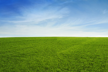 Obraz na płótnie Canvas Grass field with blue sky