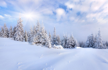 Beautiful winter landscape with snow covered trees.