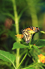 Monarch butterfly