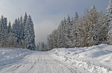 Fototapeta na wymiar path in winter forest