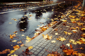 Wet road and fallen leaves